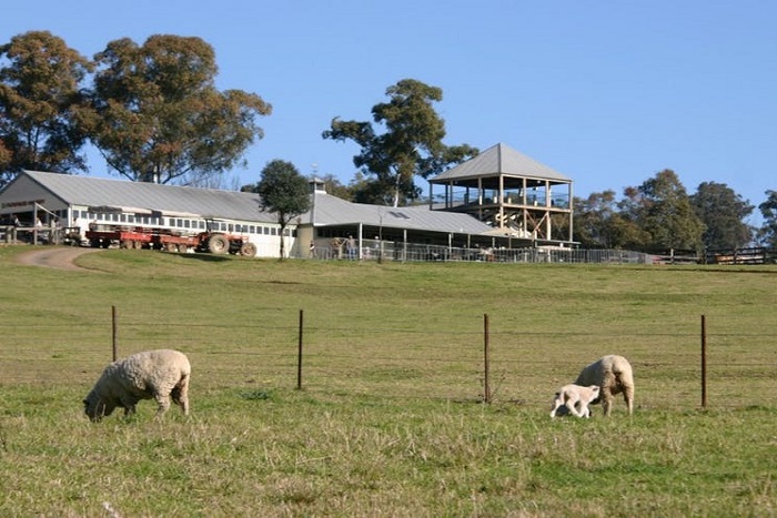 Trang Trai Calmsley Hill Farm