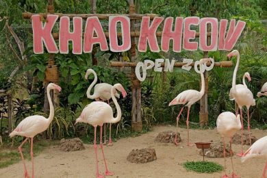 Vuon Thu Safari Khao Kheow 1