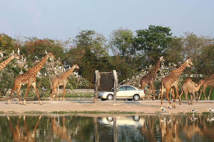 Tour Thai Lan Khuyen Mai 5