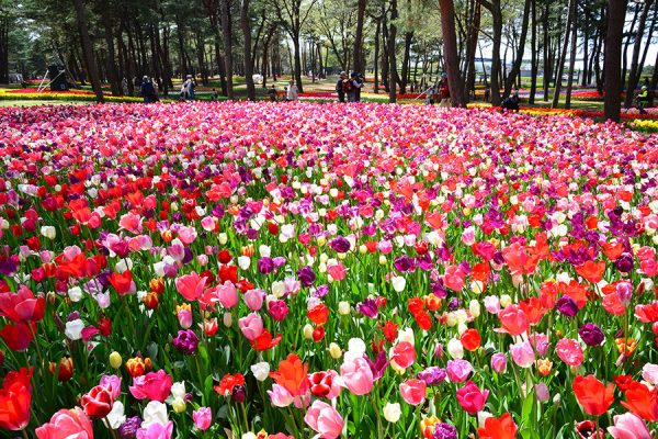 Hoa Tulip Tại Công Viên Hitachi