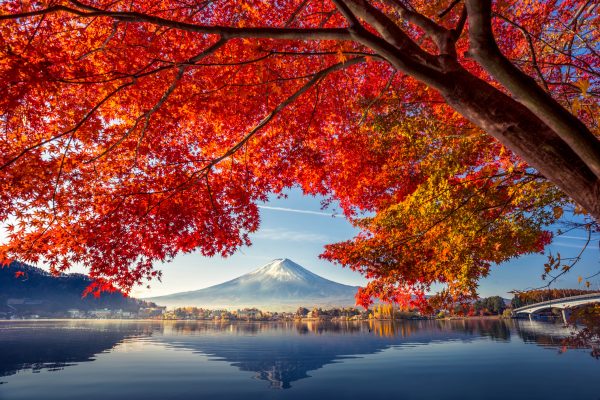 Mùa thu đỏ rực lá phong ở chân núi Phú Sĩ
