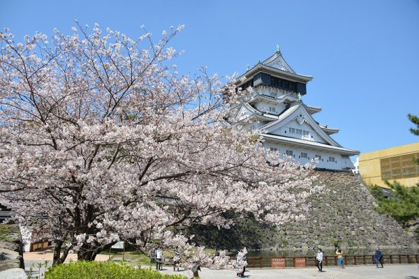 Vẻ đẹp thơ mộng khi hoa đào nở của Fukuoka