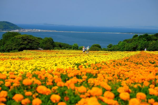 Đảo Nokonoshima ( Fukuoka)