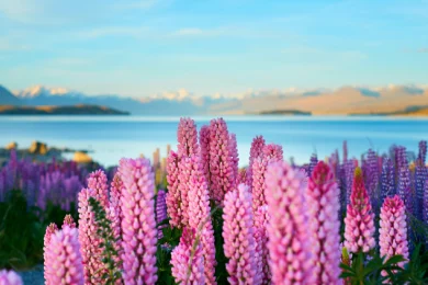 Tour Newzealand Tekapo