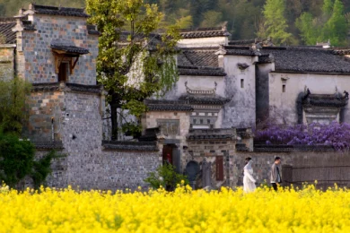 Du lịch Hoàng Sơn - Hoành Thôn Mùa Cải